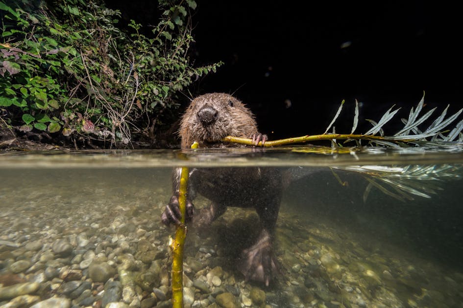 Beavers: nature’s ecosystem engineers, shown in a new light Biology Diagrams